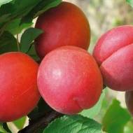 Саженец Абрикос Приция в контейнере